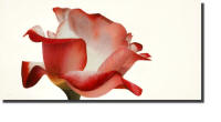 Gemini - a rose painting by Stephen Luce - available by commission or through a gallery.