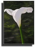the beautiful Calla - why is this such a beautiful shape?