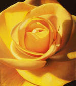 YELLOW & ORANGE ROSE PAINTINGS - visit the yellow rose and orange rose painting gallery! Rose paintings by Stephen Luce 
