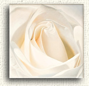 Available Rose Paintings