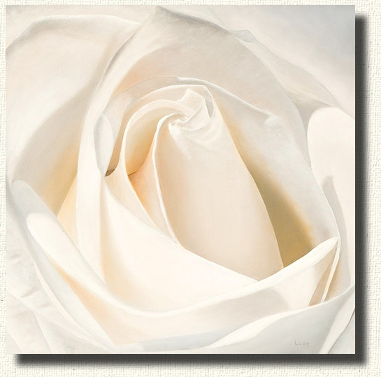 Candlelight, A portrait of a white rose