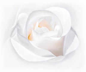 A white rose painting called Fade to White