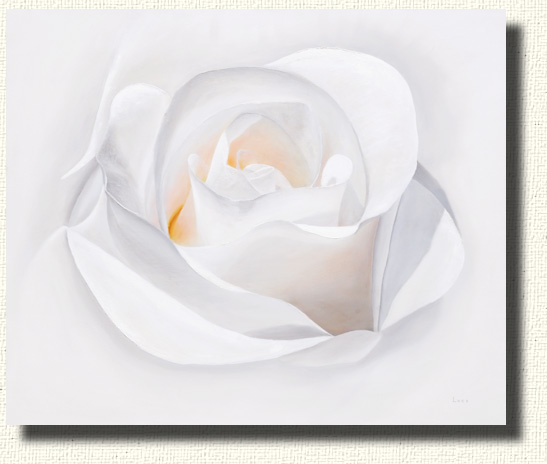 A white rose Portrait - Fade to White