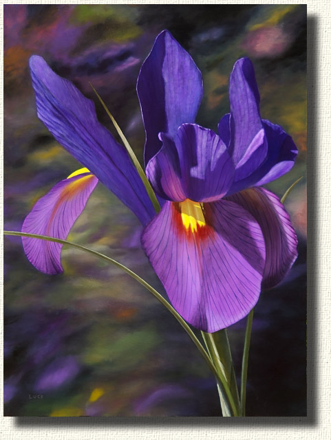 The amazing beauty of the Iris - an oil painting of an iris.